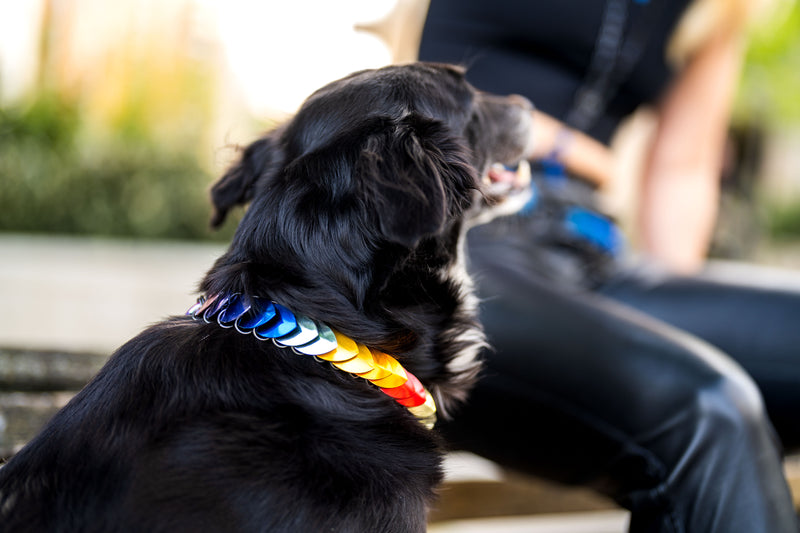 Black dog wearing a colorful rainbow scale collar, stylish and joyful, sitting outdoors near a person